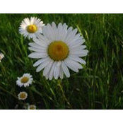 Nicole Hamel's photo