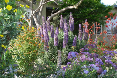 Photo of a mediterranean landscaping in Los Angeles.