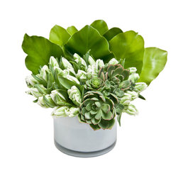 Succulent Tulips - Home Decor