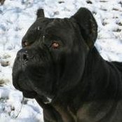 StoneRidge Corso's photo
