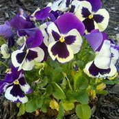 Foto de Hazel Ann Cavanaugh
