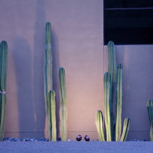 Backyard Landscapes