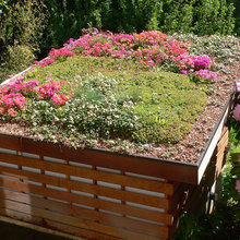 Green Roof