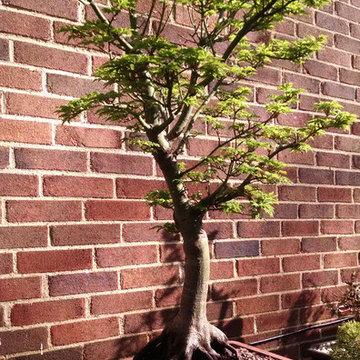 The Japanese Maple Garden