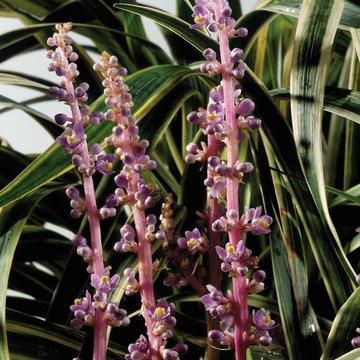 Marc Anthony® Liriope Liriope muscari 'Marant' PP#20207
