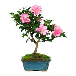 Bonsai Trees For sale - Outdoor Pots And Planters