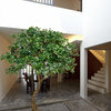 Serene Spaces Living Schefflera Umbrella Tree Plant, 75"