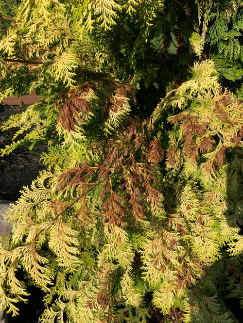 golden hinoki cypress turning brown