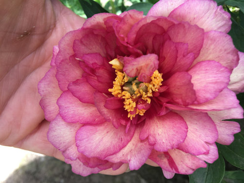 Yankee Doodle Dandy Or Hillary Itoh Peony