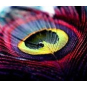 Ashraf Mohammed's photo