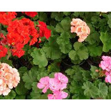 Landscaping Plants