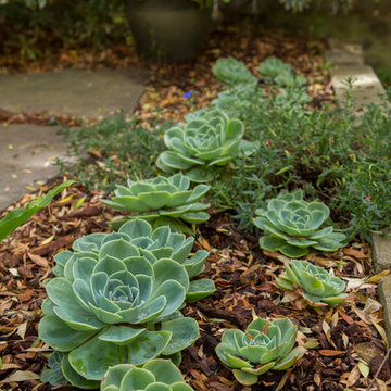 Garden in the Excelsior