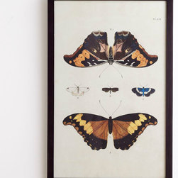 Butterfly Wall Art - Duskywing - Artwork