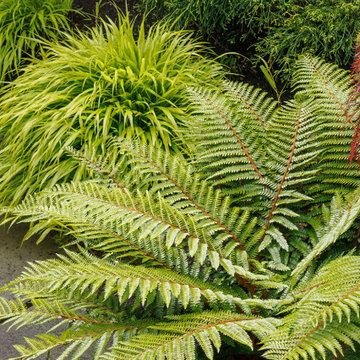 Modern plant pairings