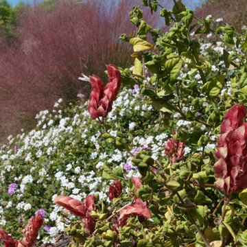 Pink Muhly, Lantana, and Mexican Shrimp Plant color slope.