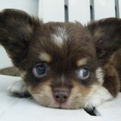 Dog F's photo