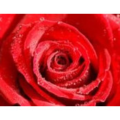 ام حسين النمر's photo