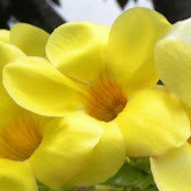 Lorraine Carinci's photo