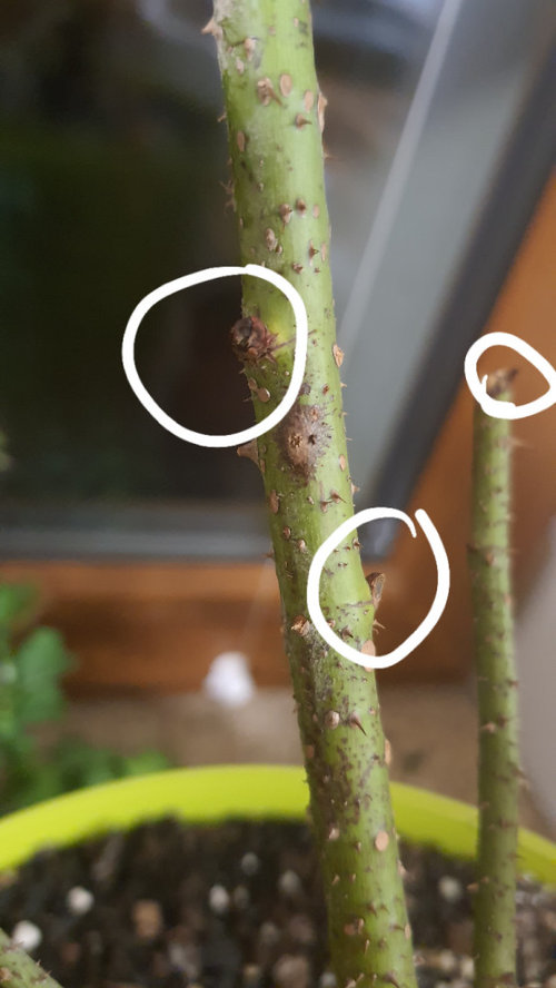 Rose bud eye going black ??WHATS WRONGG