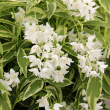 Plants for garden spaces