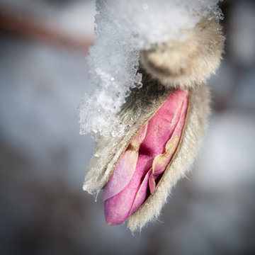 Create a beautiful winter garden