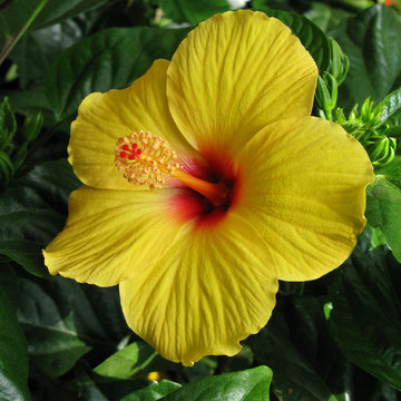 Tropicals