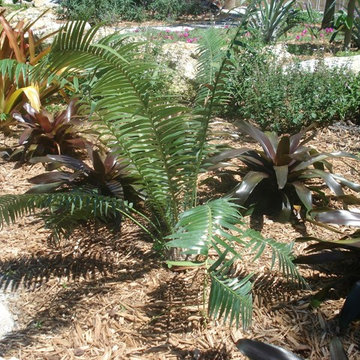 Contemporary Landscape in Weston, FL