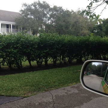 Ficus White Fly Treatment. Before and After