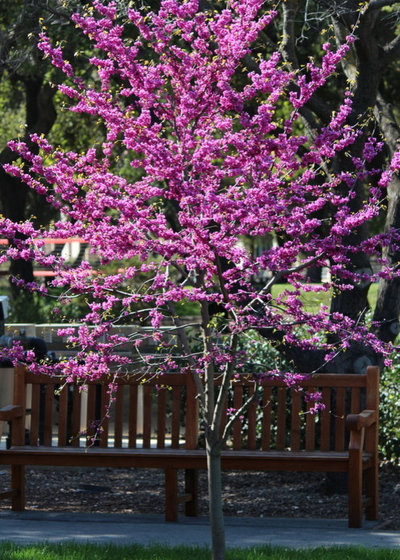 Pictures Of Purple Spring Trees 64