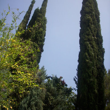 Drought Tolerant