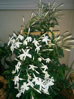 Jasminum polyanthum - Wikipedia