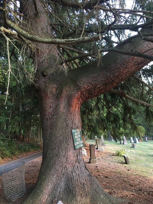 Norway Spruce W Huge Branch