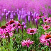 Pauline McBride's photo