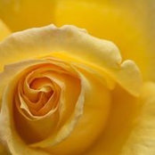 Patti Rogers's photo