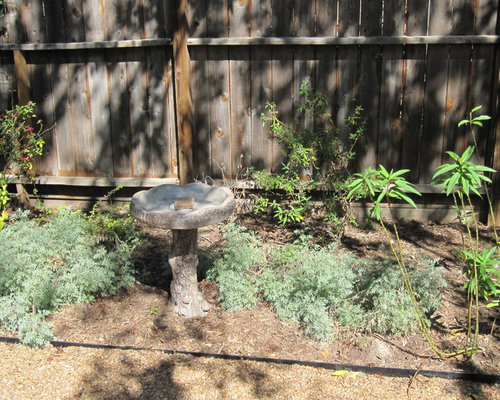 Backyard bird sanctuary