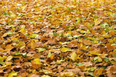 Fall Yard Clean Up & Leaf Removal Services | Bethany, CT
