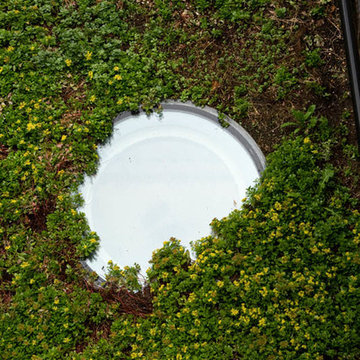 Living Roof