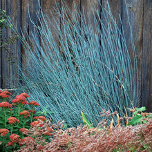 plantings
