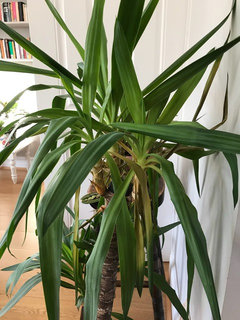 Yellow droopy leaves in yucca | Houzz UK
