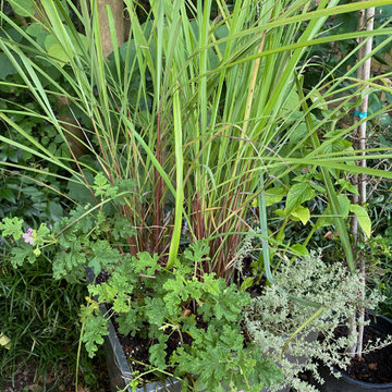 Container Gardens- Herb planter