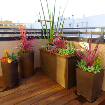 Inner city patios, roofs and deck plantings