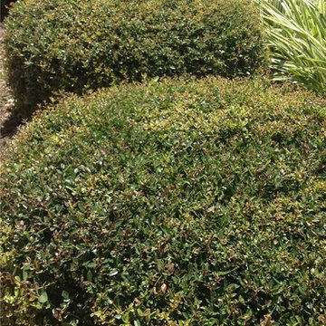 Micron® Holly