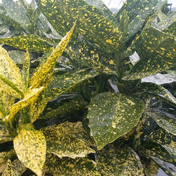 Current Featured Plants - Products