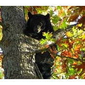 Deborah Leach's photo