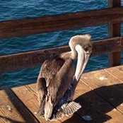 Heather McConkey's photo