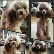 All Groomed Up's photo
