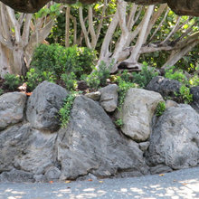 Gardening and Landscaping