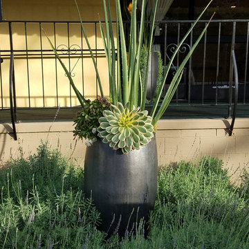 Succulent Containers