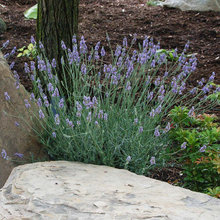 Backyard Lavender