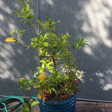 Succulent Splendor in Eastside Costa Mesa  - Part I - The Front - Before & After